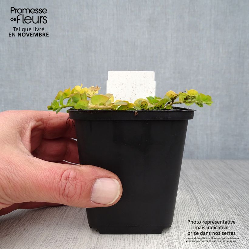Exemplar von Lysimachia nummularia Aurea - Pfennigkraut Kleine Töpfe von 8/9 cm wie im Herbst geliefert