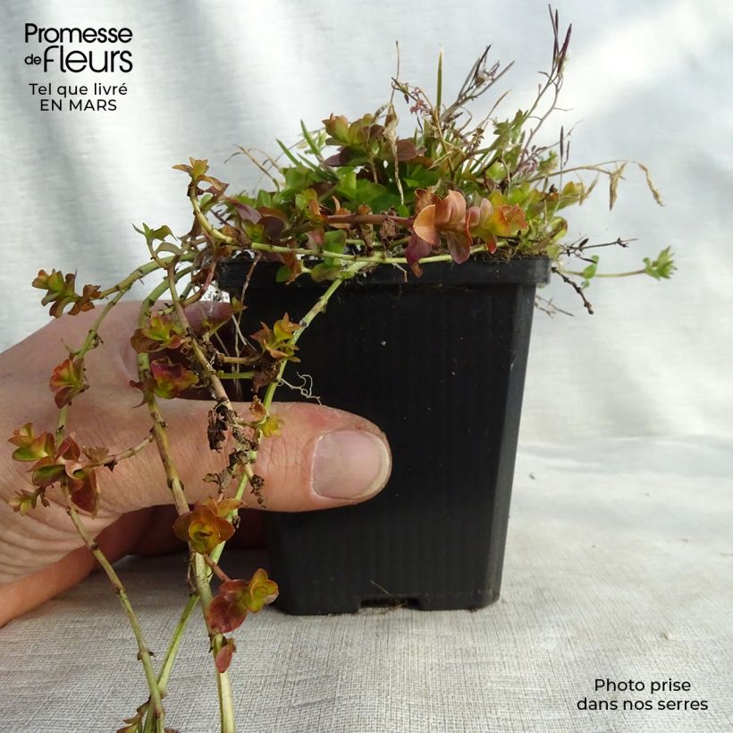 Exemplar von Lysimachia nummularia Aurea - Pfennigkraut Kleine Töpfe von 8/9 cm wie im Frühjahr geliefert