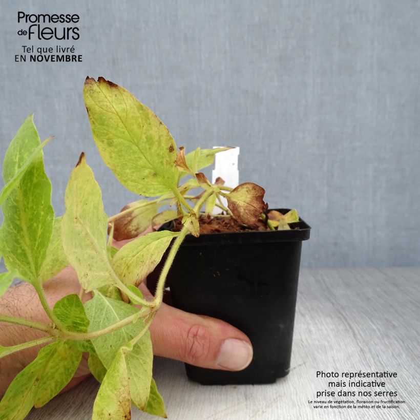 Exemplar von Lysimachia punctata - Gilbweiderich Kleine Töpfe von 8/9 cm wie im Herbst geliefert
