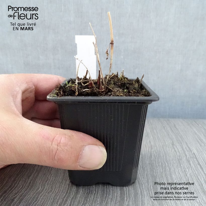 Exemplar von Lysimachia vulgaris - Gewöhnlicher Gilbweiderich Kleine Töpfe von 8/9 cm wie im Frühjahr geliefert