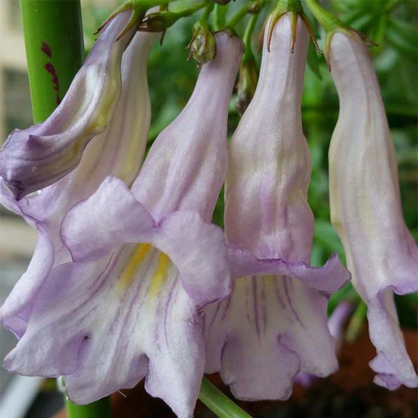 Lysionotus pauciflorus (Blüte)