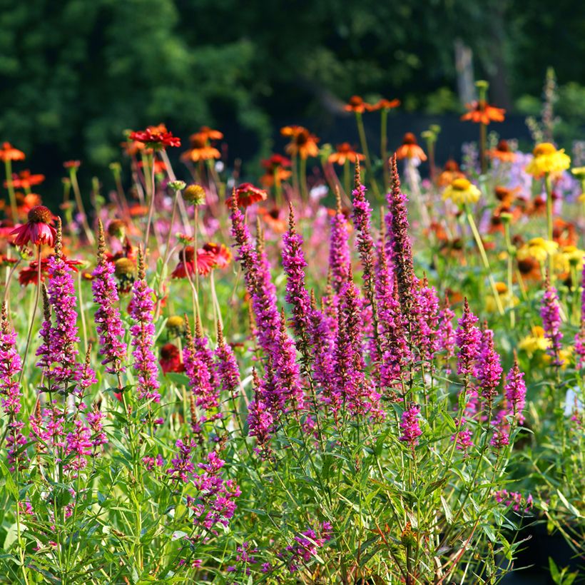 Blut-Weiderich Robert - Lythrum salicaria (Hafen)