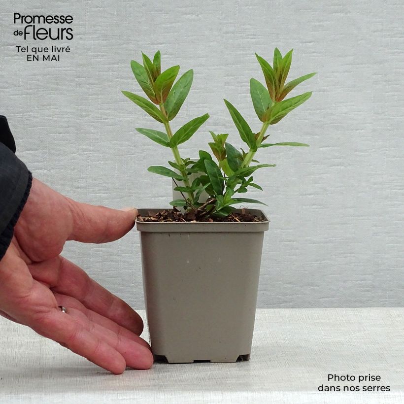 Exemplar von Blut-Weiderich Robert - Lythrum salicaria Kleine Töpfe von 8/9 cm wie im Frühjahr geliefert