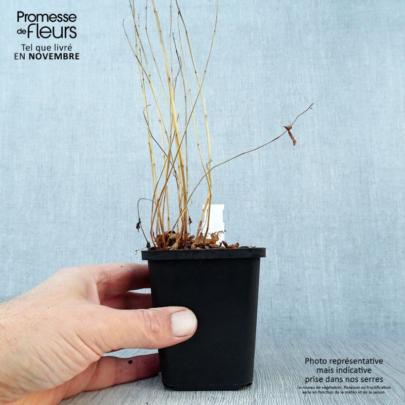 Exemplar von Blut-Weiderich - Lythrum salicaria Kleine Töpfe von 8/9 cm wie im Herbst geliefert