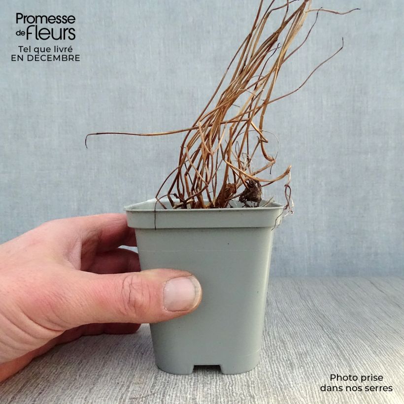 Exemplar von Blut-Weiderich - Lythrum salicaria Kleine Töpfe von 8/9 cm wie im Winter geliefert