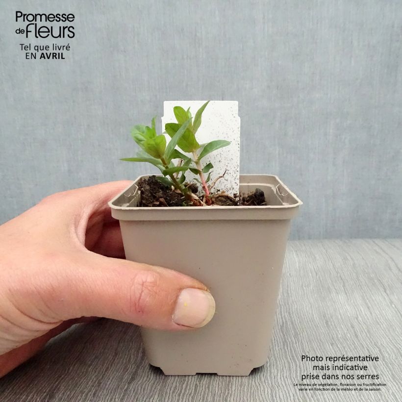 Exemplar von Blut-Weiderich - Lythrum salicaria Kleine Töpfe von 8/9 cm wie im Frühjahr geliefert