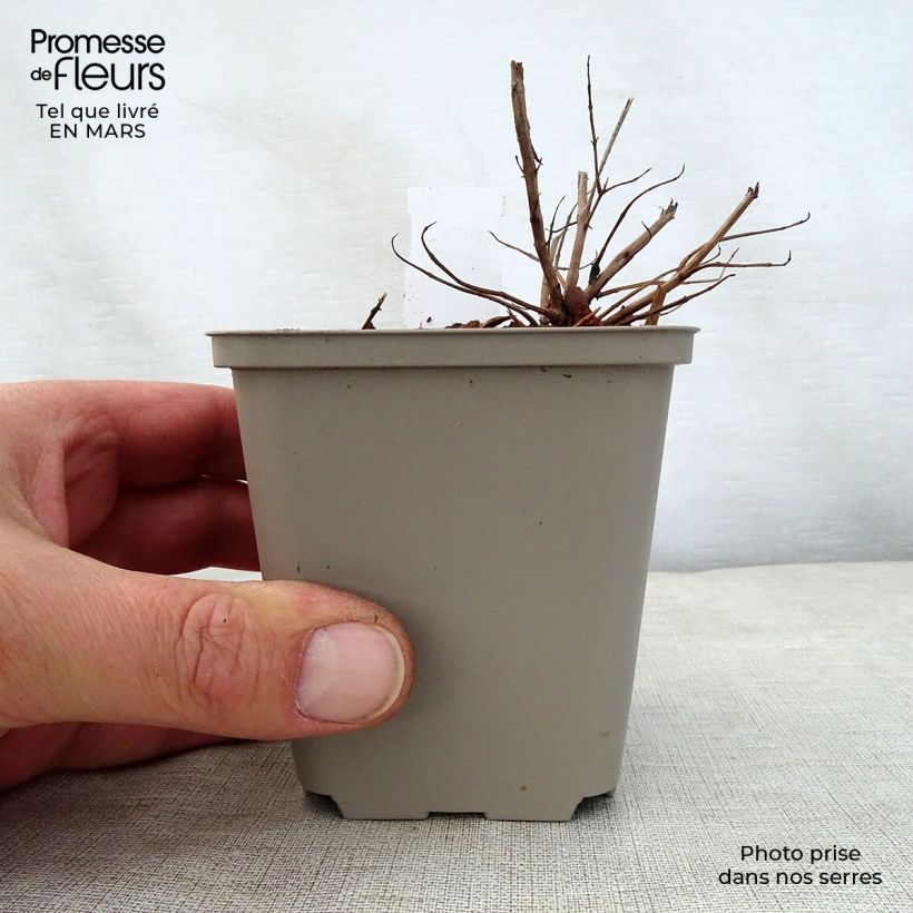 Exemplar von Blut-Weiderich Swirl - Lythrum salicaria Kleine Töpfe von 8/9 cm wie im Frühjahr geliefert