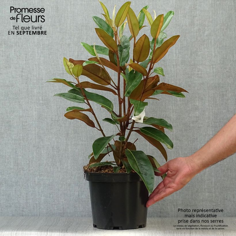 Exemplar von Magnolia grandiflora Alta - Immergrüne Magnolie Topf mit 4L/5L wie im Herbst geliefert