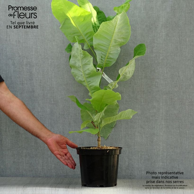 Exemplar von Magnolia macrophylla subsp. ashei - Ashe Magnolie Topf mit 4L/5L wie im Herbst geliefert