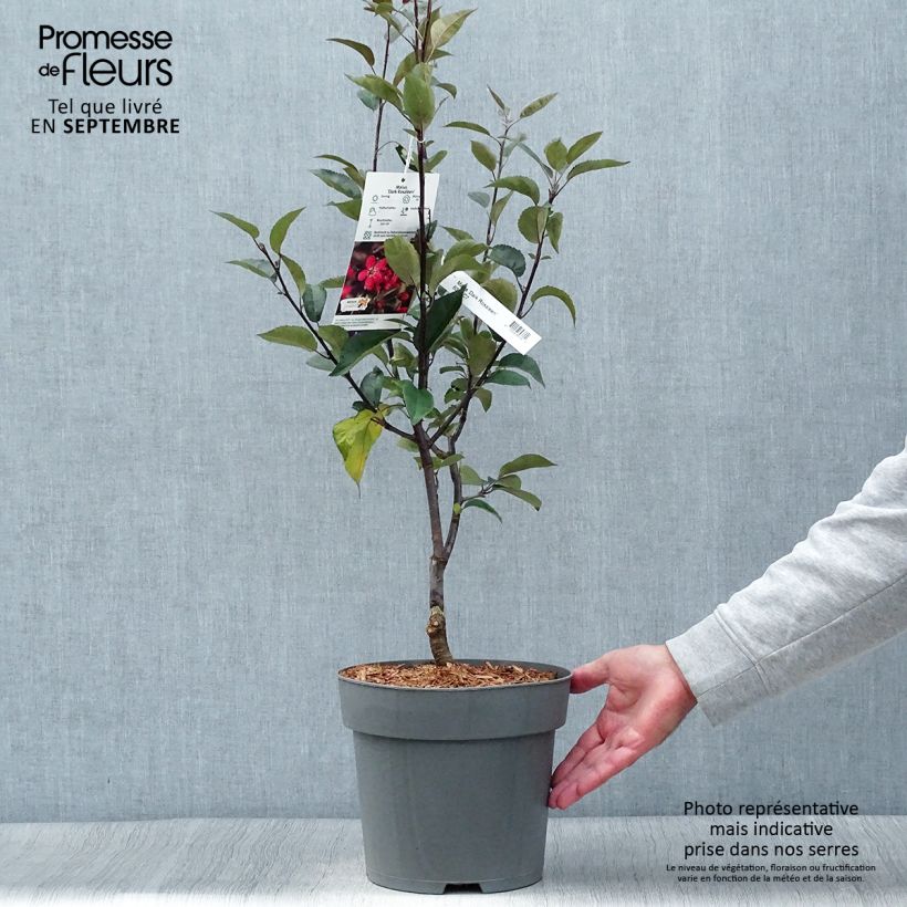 Exemplar von Zierapfel Dark Rosaleen - Malus Topf mit 6L/7L wie im Herbst geliefert