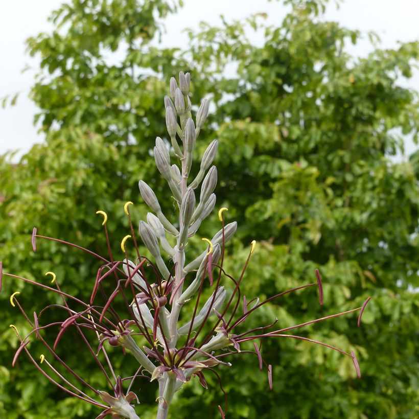 Agave undulata Chocolate Chip (Blüte)