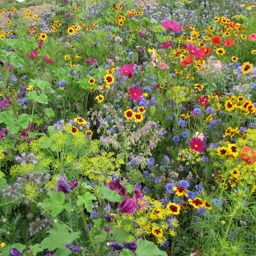 Mischung aus bienenfreundlichen- und nachhaltigen Blüten, Honig und Schmetterlinge  (Blüte)