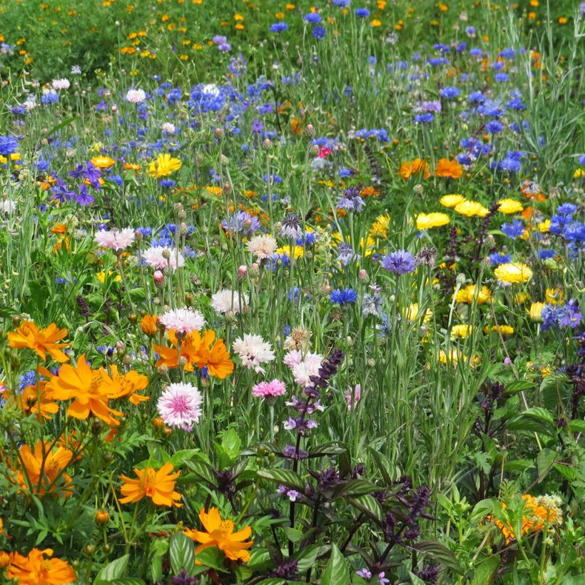 Mischung aus niedrigen Blütenblüten für Bordsteine, Blumenbeeten und Balkone (Blüte)
