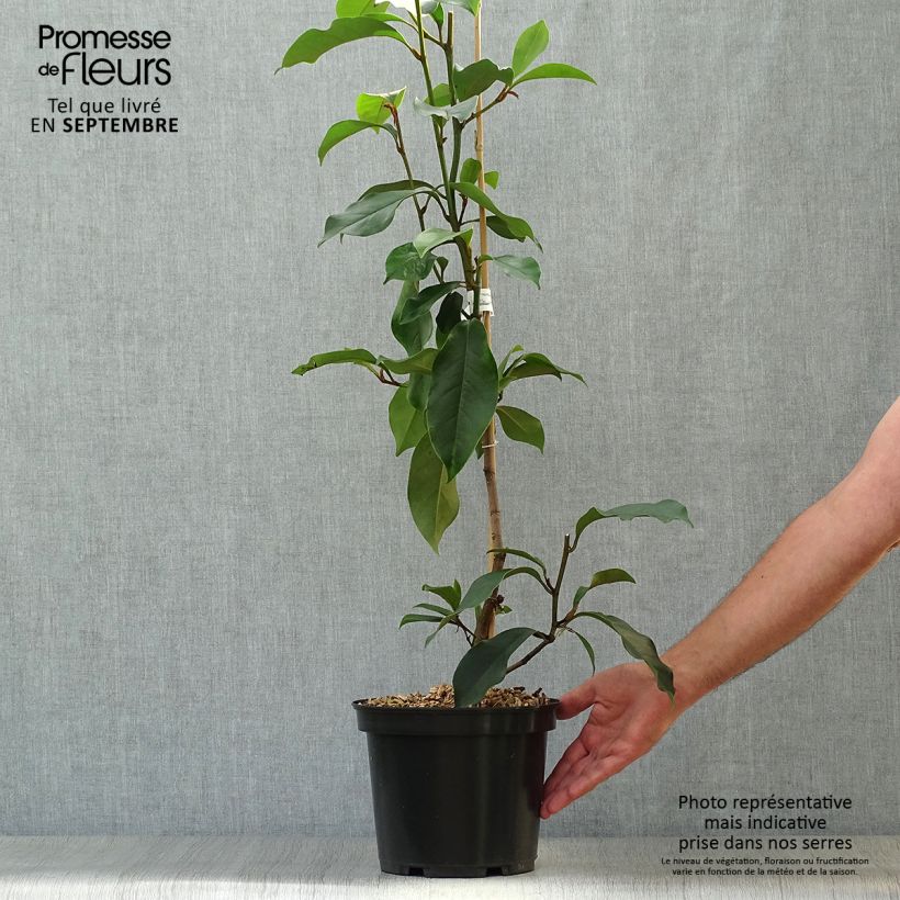 Exemplar von Magnolia foggii Allspice - Magnolie Topf mit 4L/5L wie im Herbst geliefert