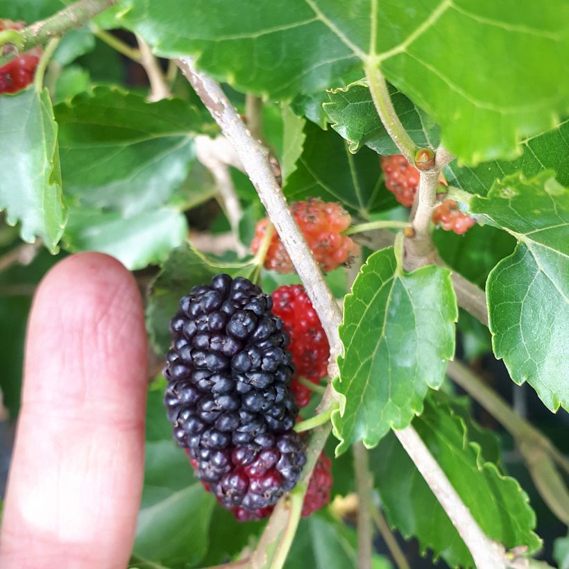 Weißer Maulbeerbaum Milanowek - Morus alba (Ernte)
