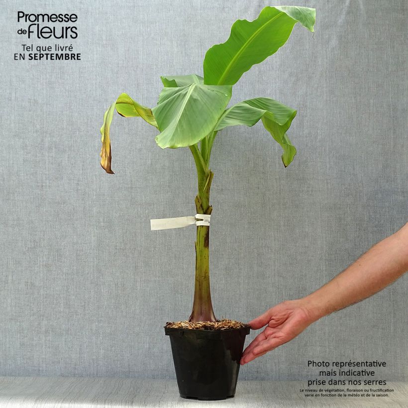 Exemplar von Bananenpflanze Dajiao - Musa Topf mit 4L/5L wie im Herbst geliefert