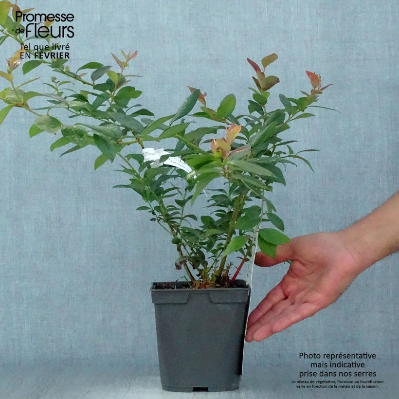 Exemplar von Amerikanische Blaubeere Atlantic - Vaccinium corymbosum Topf mit 1,5L/2L wie im Herbst geliefert