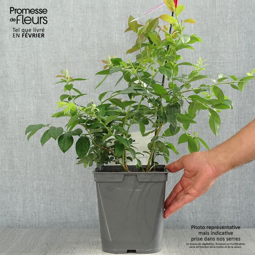 Exemplar von Amerikanische Blaubeere Atlantic - Vaccinium corymbosum Topf mit 4L/5L wie im Herbst geliefert