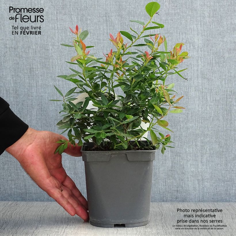 Exemplar von Amerikanische Blaubeere Blue pearl - Vaccinium corymbosum Topf mit 2L/3L wie im Herbst geliefert
