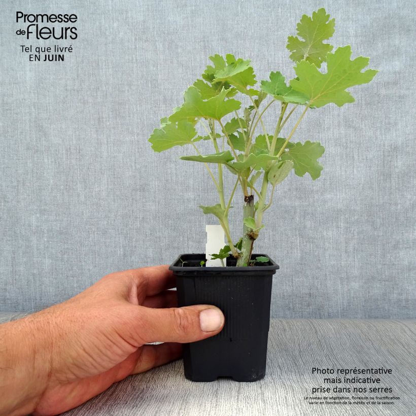 Exemplar von Macleaya cordata - Weißer Federmohn Kleine Töpfe von 8/9 cm wie im Sommer geliefert