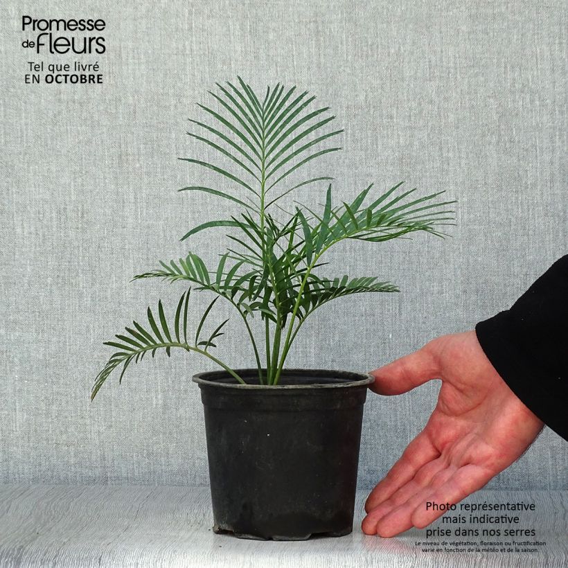 Exemplar von Macrozamia communis - Palmfarn Topf 12 cm / 13 cm wie im Herbst geliefert