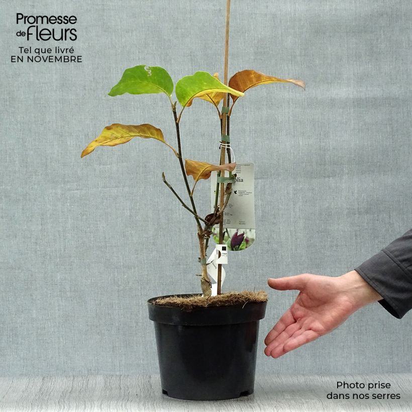 Exemplar von Magnolia brooklynensis Black Beauty - Magnolie Topf mit 2L/3L wie im Herbst geliefert