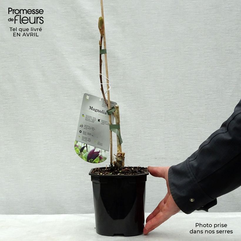 Exemplar von Magnolia brooklynensis Black Beauty - Magnolie Topf mit 2L/3L wie im Frühjahr geliefert