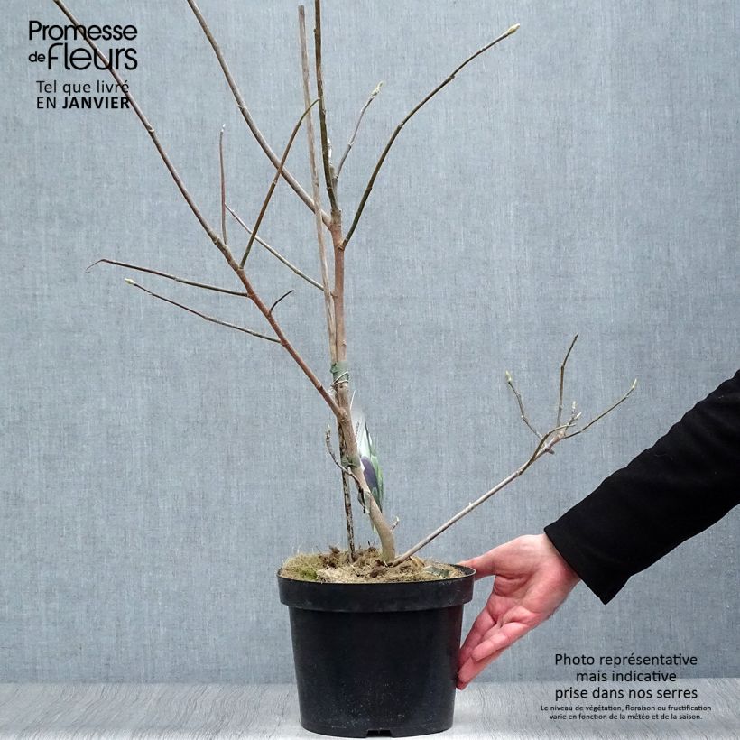 Exemplar von Magnolia brooklynensis Black Beauty - Magnolie Topf mit 2L/3L wie im Winter geliefert