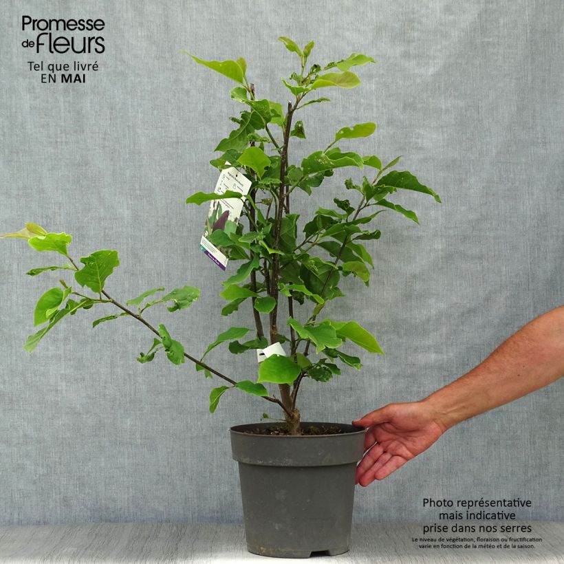 Exemplar von Magnolia brooklynensis Black Beauty - Magnolie Topf mit 6L/7L wie im Frühjahr geliefert