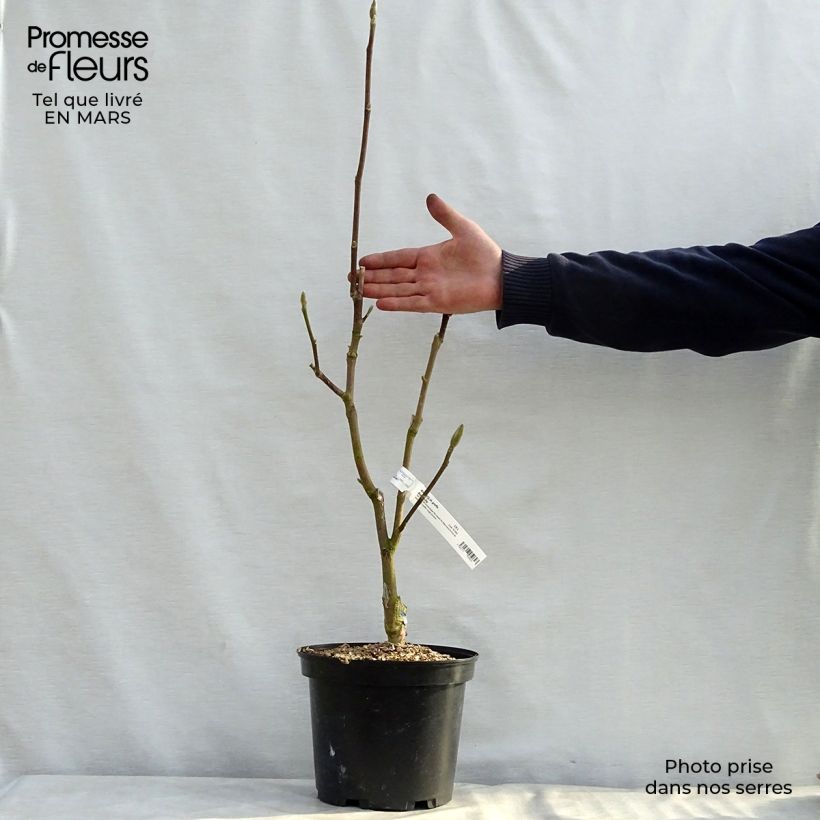 Exemplar von Magnolia Black Tulip - Magnolie Topf mit 4L/5L wie im Frühjahr geliefert