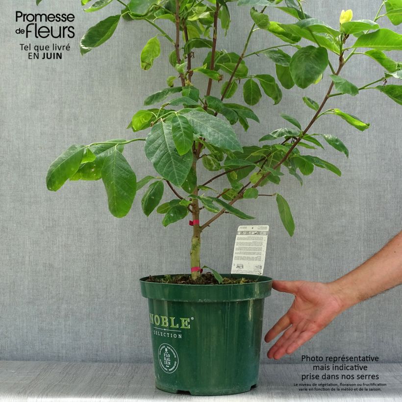 Exemplar von Magnolia acuminata Daphne - Gurken-Magnolie Topf mit 4L/5L wie im Sommer geliefert