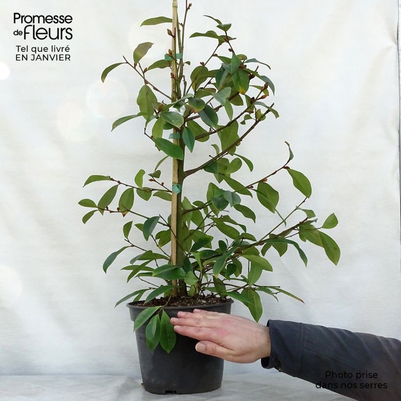 Exemplar von Magnolia 'Fairy Blush' - Magnolie Topf mit 4L/5L wie im Winter geliefert