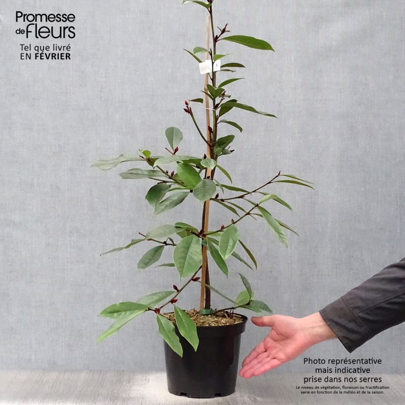 Exemplar von Magnolia Fairy Cream - Magnolie Topf mit 3L/4L wie im Winter geliefert