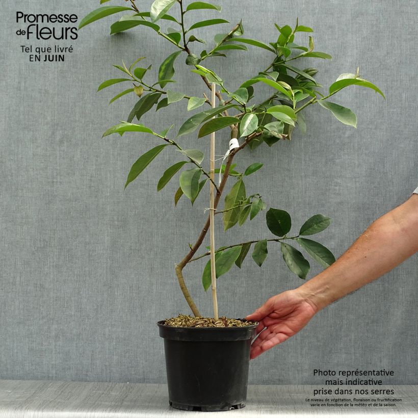 Exemplar von Magnolia doltsopa Fairy White - Magnolie Topf mit 4L/5L wie im Sommer geliefert