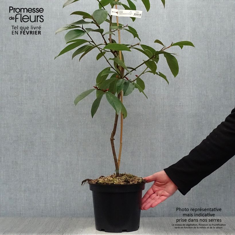 Exemplar von Magnolia doltsopa Fairy White - Magnolie Topf mit 4L/5L wie im Winter geliefert