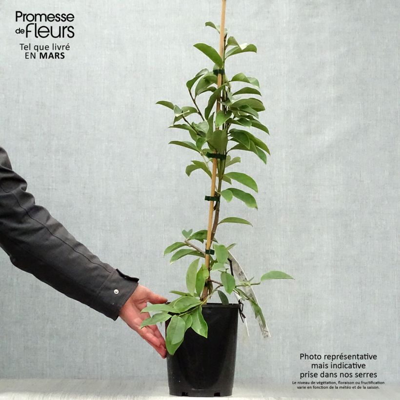 Exemplar von Magnolia doltsopa Fairy White - Magnolie Topf mit 4L/5L wie im Frühjahr geliefert