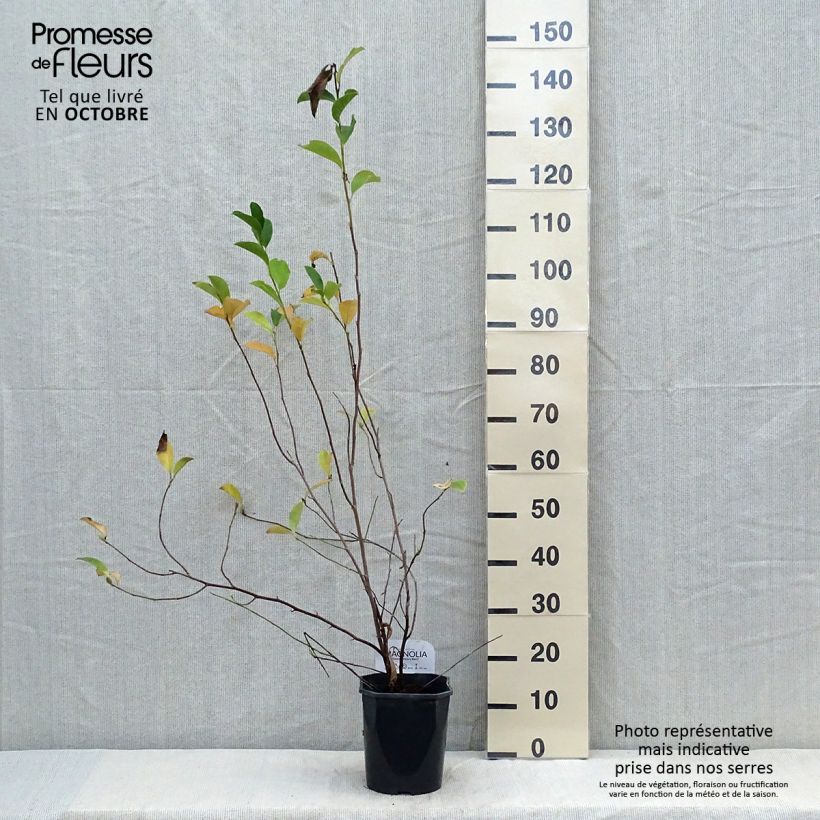 Exemplar von Magnolia George Henry Kern - Magnolie Topf mit 3L/4L wie im Herbst geliefert