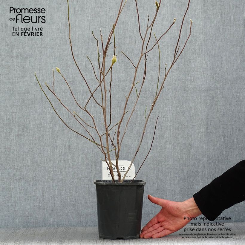 Exemplar von Magnolia George Henry Kern - Magnolie Topf mit 3L/4L wie im Winter geliefert