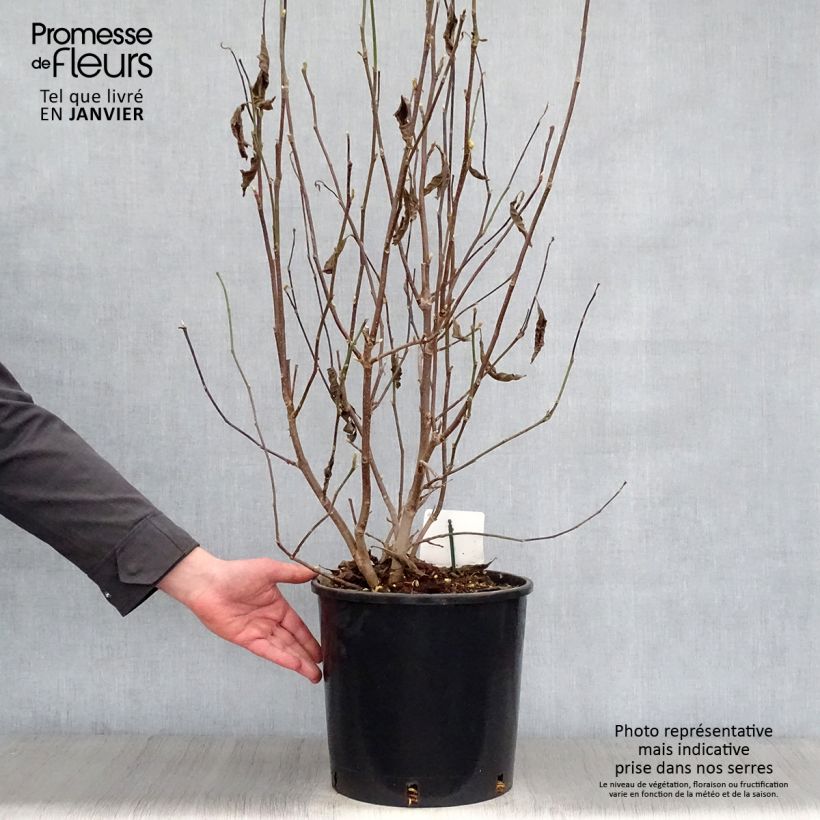 Exemplar von Magnolia George Henry Kern - Magnolie Topf mit 12L/15L wie im Winter geliefert