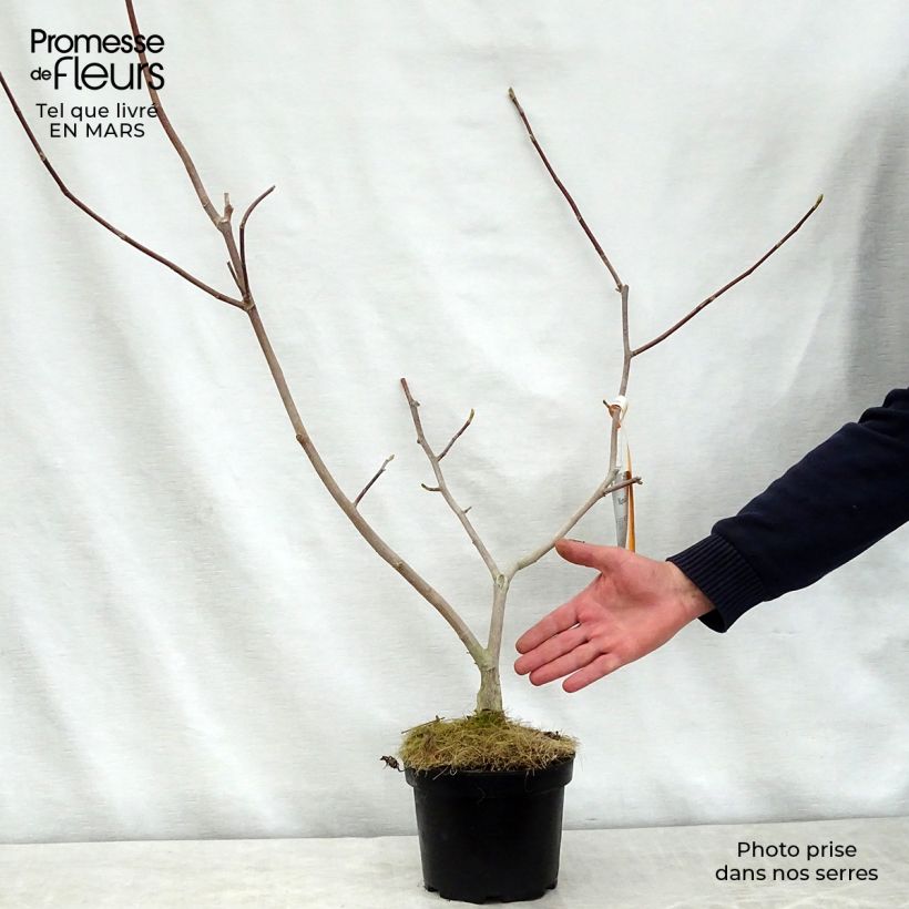 Exemplar von Magnolia Gold Star - Magnolie Topf mit 2L/3L wie im Frühjahr geliefert