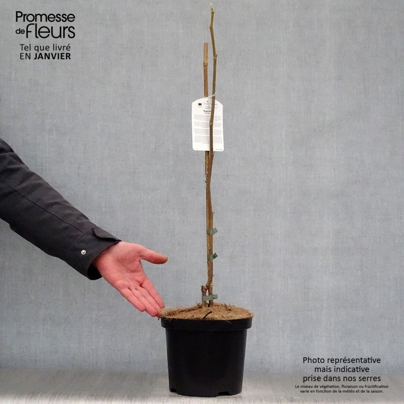 Exemplar von Magnolia Gold Star - Magnolie Topf mit 4L/5L wie im Winter geliefert