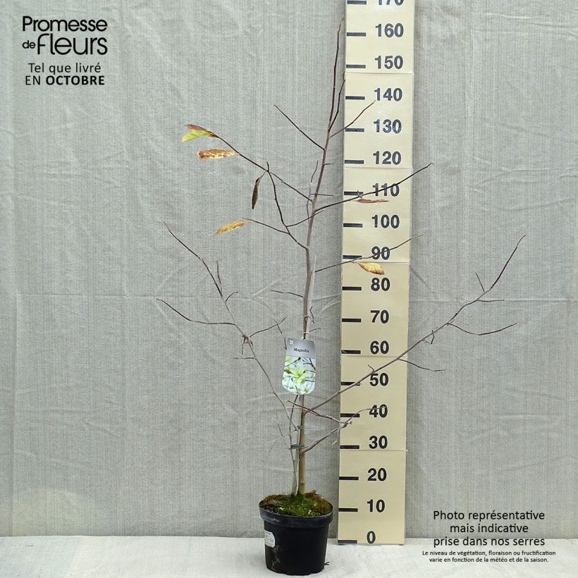 Exemplar von Magnolia Gold Star - Magnolie Topf mit 4L/5L wie im Herbst geliefert
