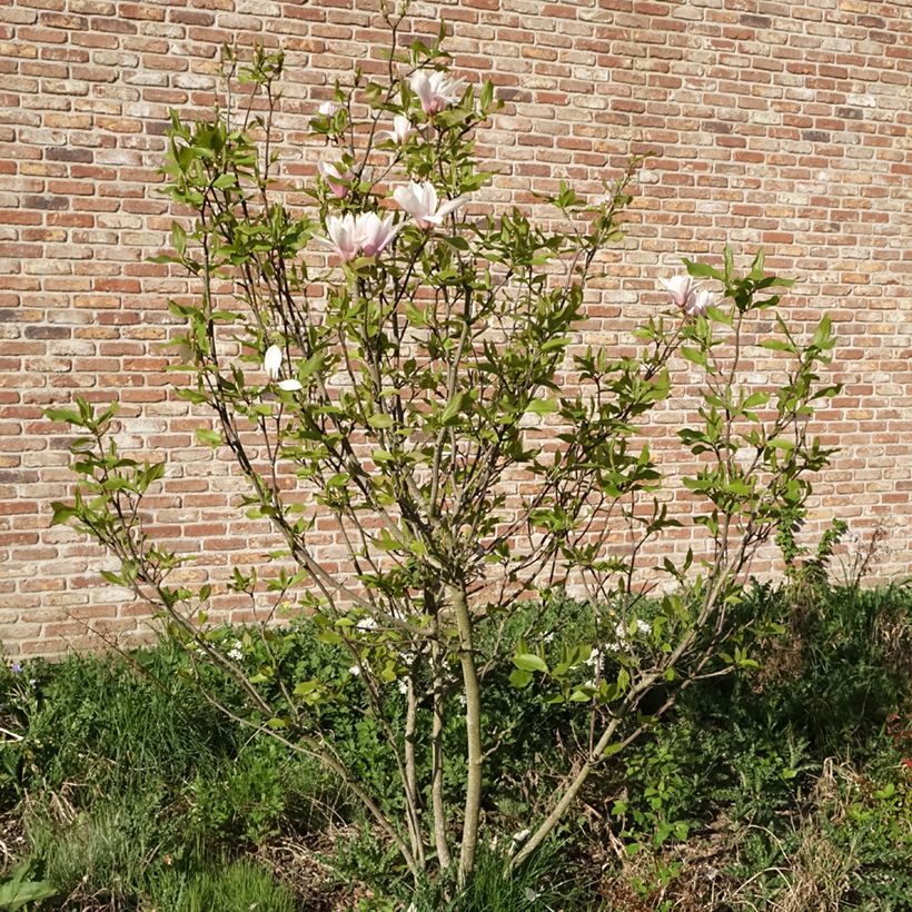 Magnolia Heaven Scent - Magnolie (Hafen)