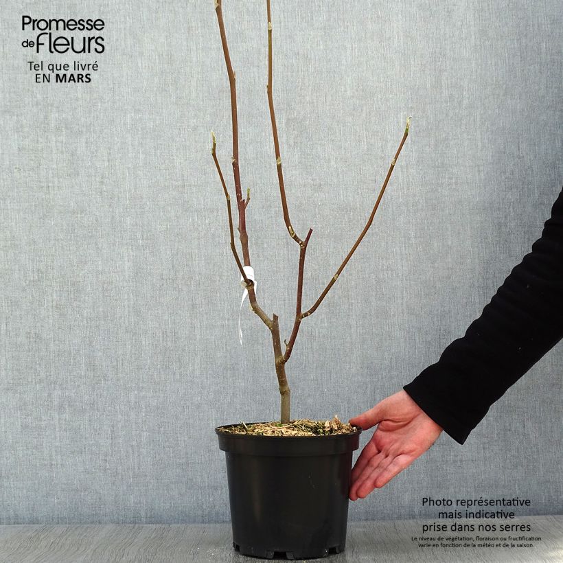 Exemplar von Magnolia Heaven Scent - Magnolie Topf mit 4L/5L wie im Winter geliefert