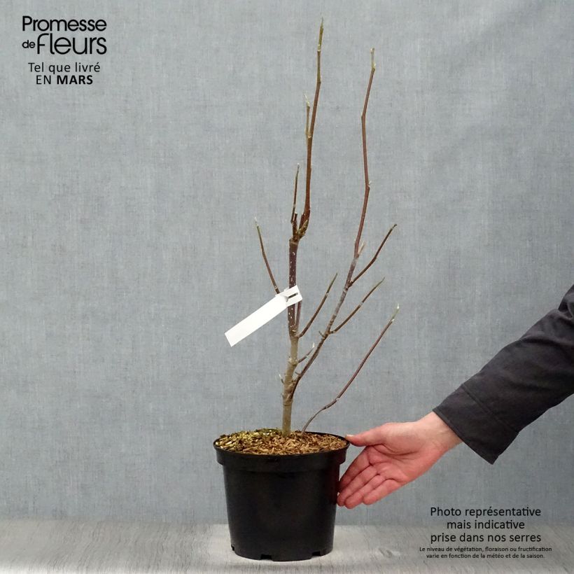 Exemplar von Magnolia Heaven Scent - Magnolie Topf mit 4L/5L wie im Frühjahr geliefert