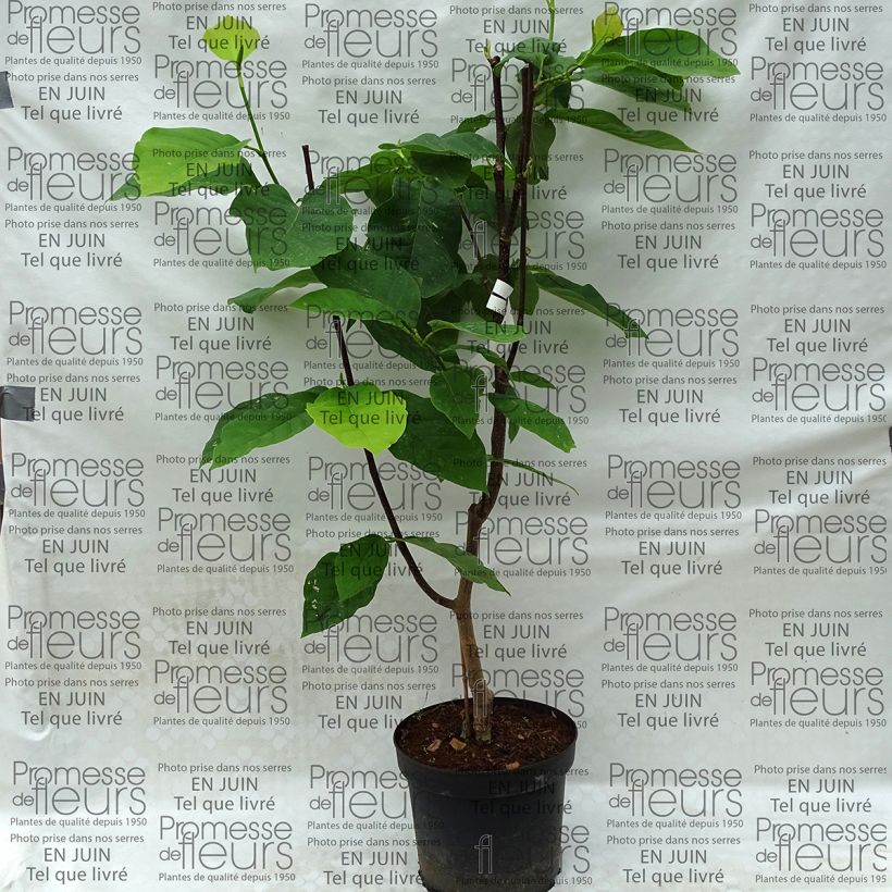 Beispiel eines Exemplars von Magnolia Honey Tulip - Magnolie Topf mit 4L/5L wie geliefert