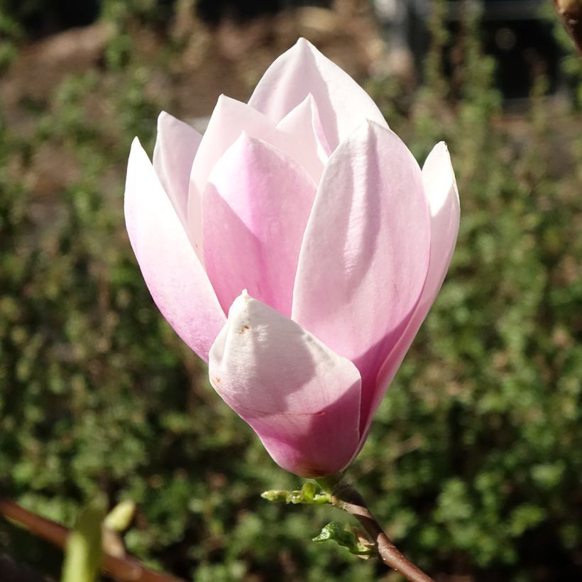 Magnolia soulangeana Andre Leroy - Tulpen-Magnolie (Blüte)