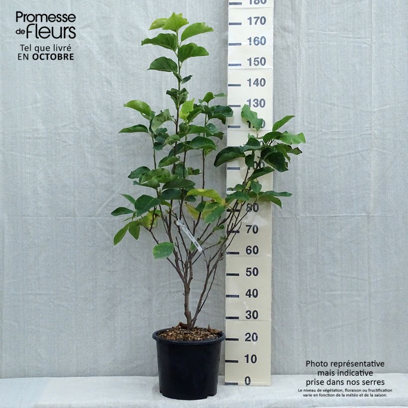 Exemplar von Magnolia soulangeana Andre Leroy - Tulpen-Magnolie Topf mit 7,5L/10L wie im Herbst geliefert