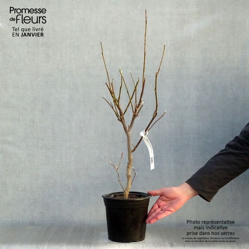 Exemplar&#x20;von&#x20;Magnolia&#x20;soulangeana&#x20;Andre&#x20;Leroy&#x20;-&#x20;Tulpen-Magnolie&#x20;Topf&#x20;mit&#x20;4L&#x2F;5L&#x20;wie&#x20;im&#x20;Winter&#x20;geliefert