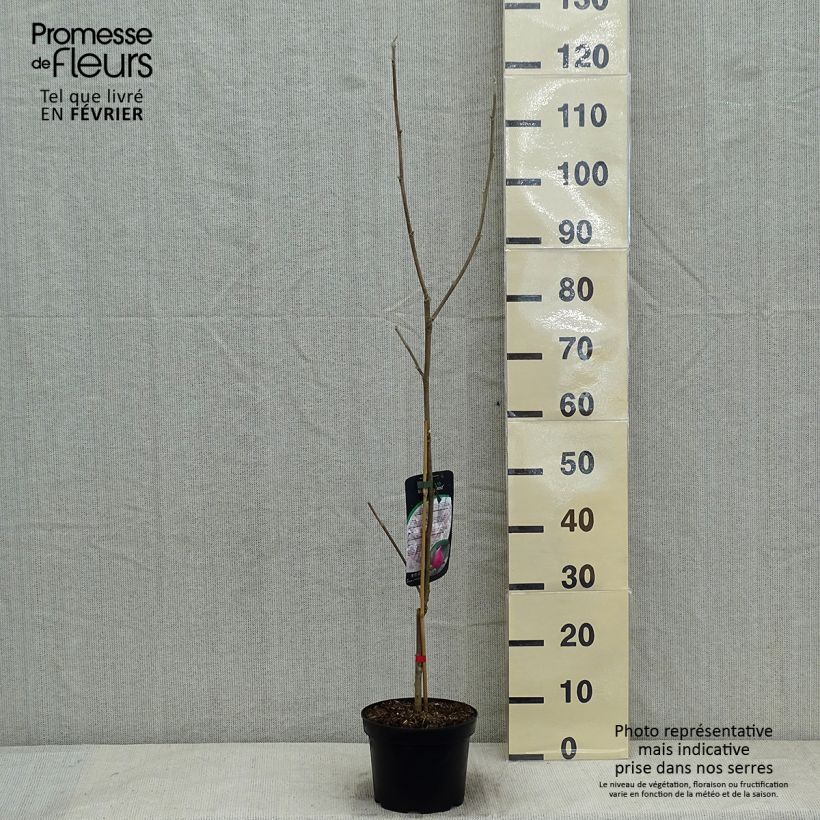 Exemplar von Magnolia March Till Frost - Magnolie Topf mit 2L/3L wie im Winter geliefert